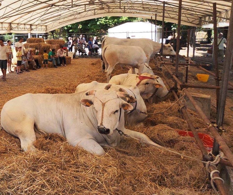 fiera bovini