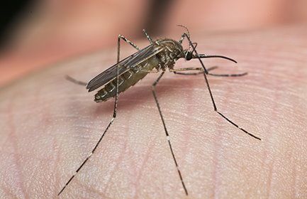 west nile