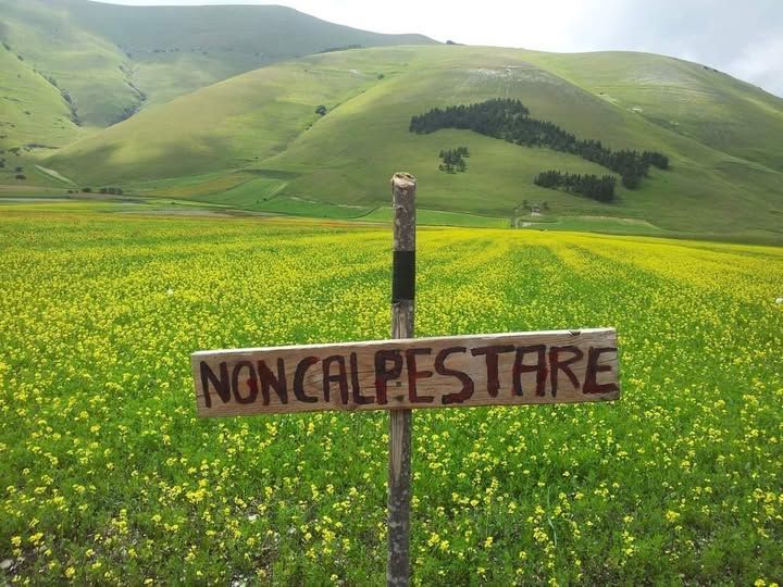 Fioritura Castelluccio