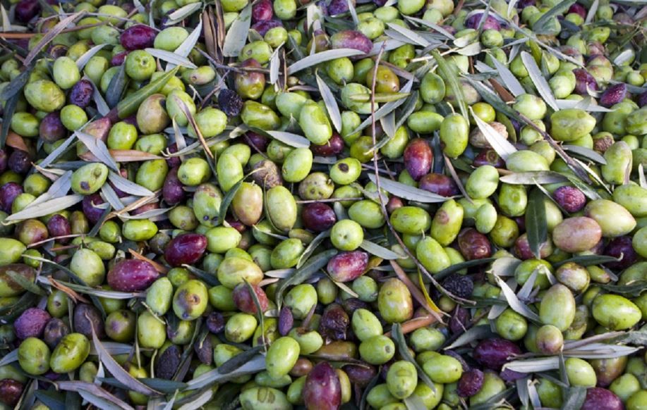 olio