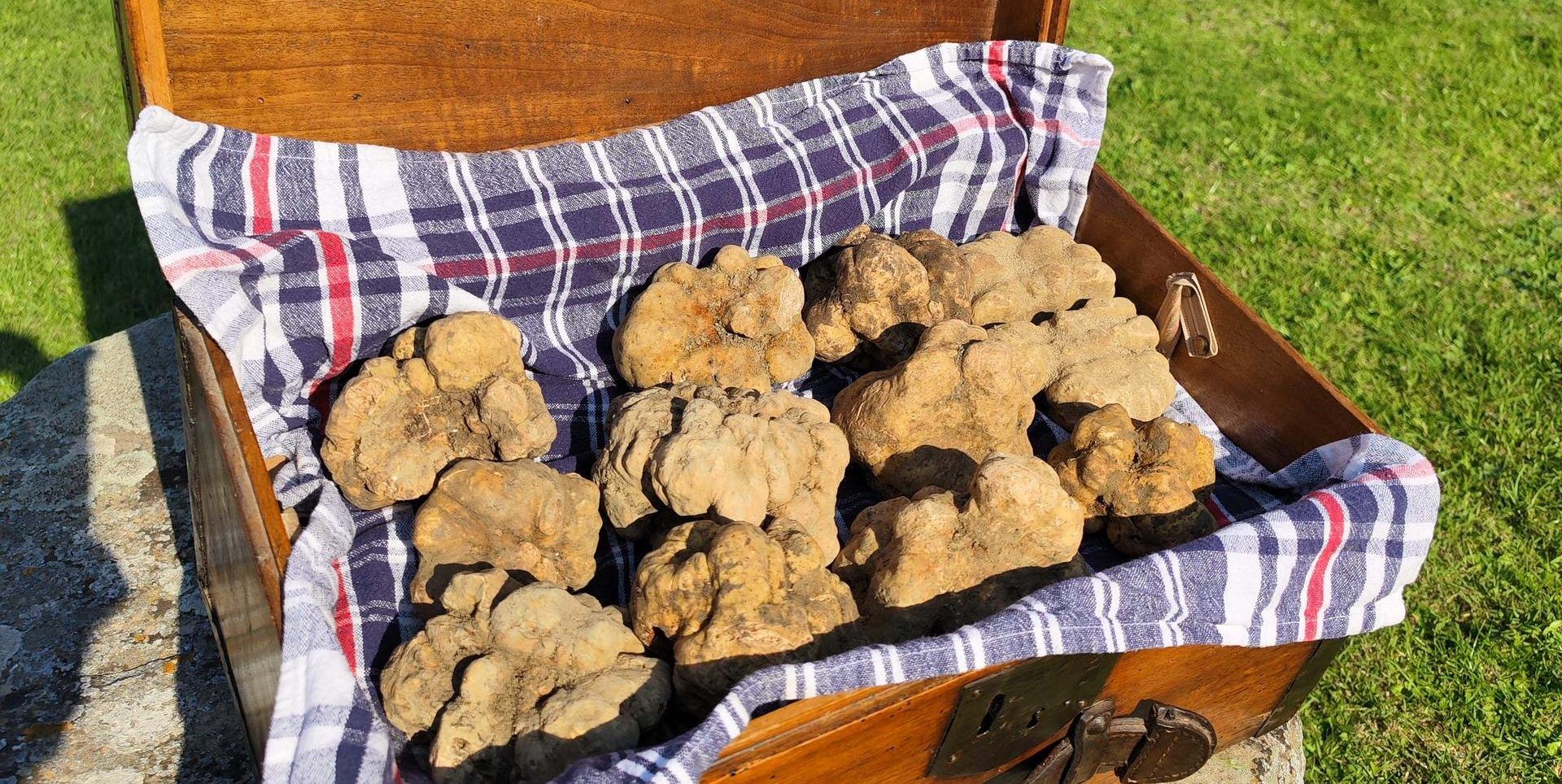 tartufo trifola